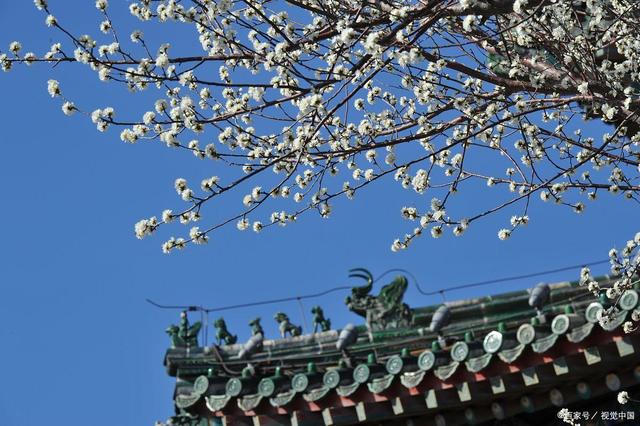立春：給身體做個大掃除！清除體內(nèi)的寒濕，讓陽氣更好生發(fā)！