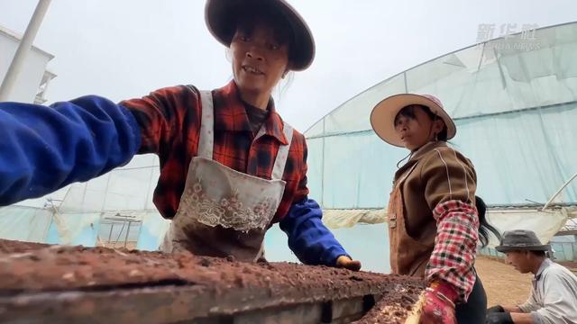 目標(biāo)畝產(chǎn)1200公斤！袁隆平超級雜交水稻蒙自示范基地開始育秧