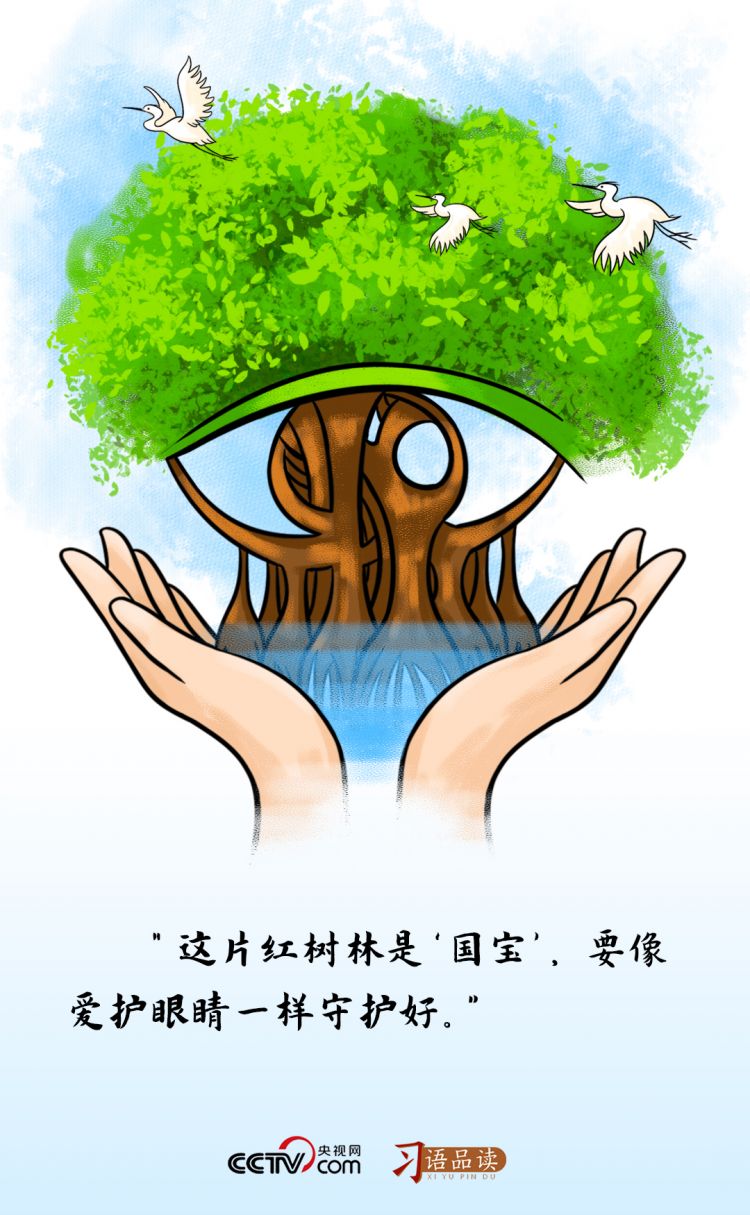 這片紅樹林是“國寶”，要像愛護眼睛一樣守護好